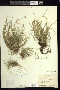 Carex peckii image