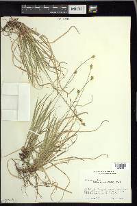 Carex peckii image