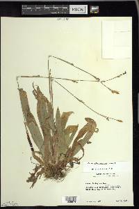 Carex plantaginea image