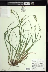 Carex pallescens image