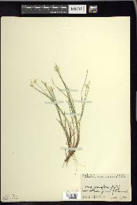 Carex pauciflora image