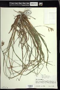 Carex pallescens image