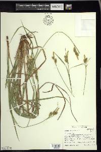 Carex pallescens image