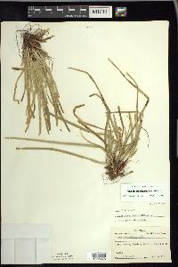 Carex pedunculata image