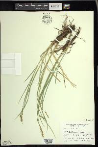 Carex prairea image