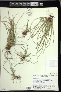 Carex pedunculata image