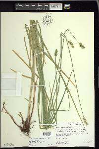 Carex normalis image