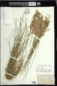 Carex pauciflora image