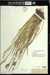 Carex prairea image