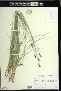 Carex praegracilis image