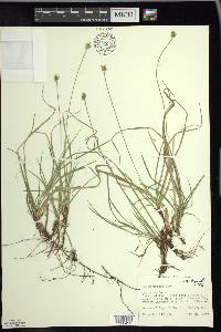 Carex peckii image