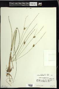 Carex oligosperma image