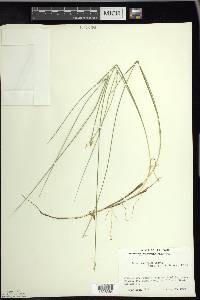 Carex pauciflora image