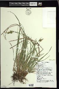 Carex pallescens image