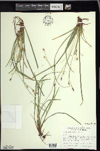 Carex pedunculata image