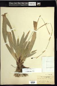 Carex plantaginea image