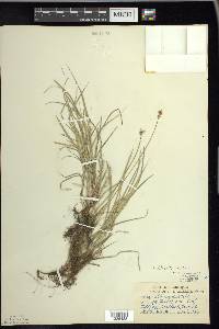 Carex peckii image