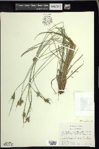 Carex pallescens image