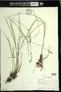 Carex prairea image