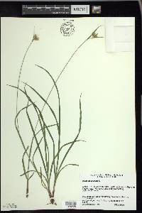 Carex pallescens image