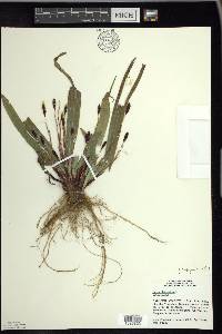 Carex plantaginea image