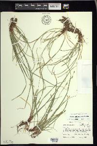 Carex pedunculata image