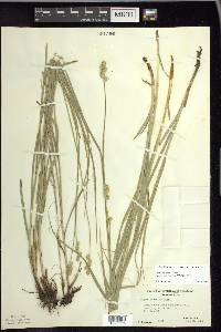 Carex normalis image