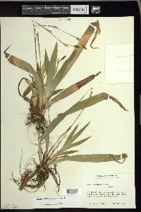 Carex plantaginea image