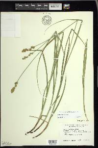 Carex normalis image