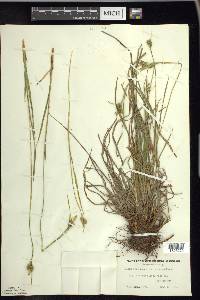 Carex pallescens var. neogaea image