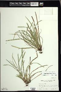 Carex pedunculata image