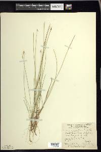 Carex pauciflora image