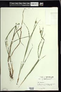 Carex pallescens image