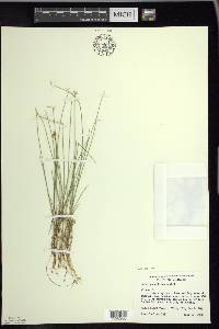 Carex pauciflora image