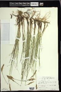 Carex praegracilis image