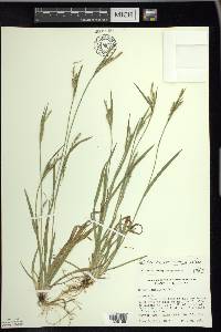 Carex ormostachya image