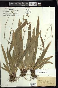 Carex plantaginea image