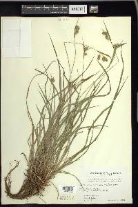 Carex pallescens image