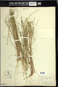 Carex oligosperma image