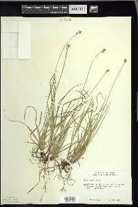 Carex peckii image