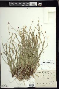 Carex pedunculata image