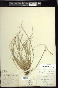 Carex pedunculata image