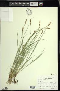 Carex prairea image