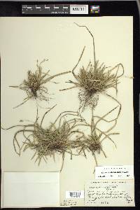 Carex pedunculata image