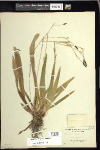 Carex plantaginea image