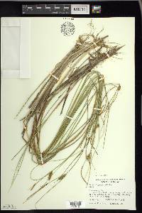 Carex oligosperma image