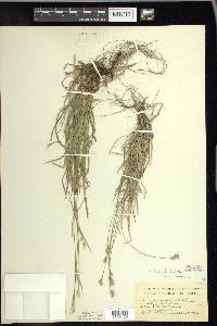 Carex peckii image