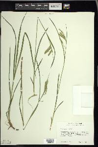 Carex prasina image