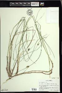 Carex oligosperma image