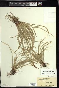 Carex pedunculata image